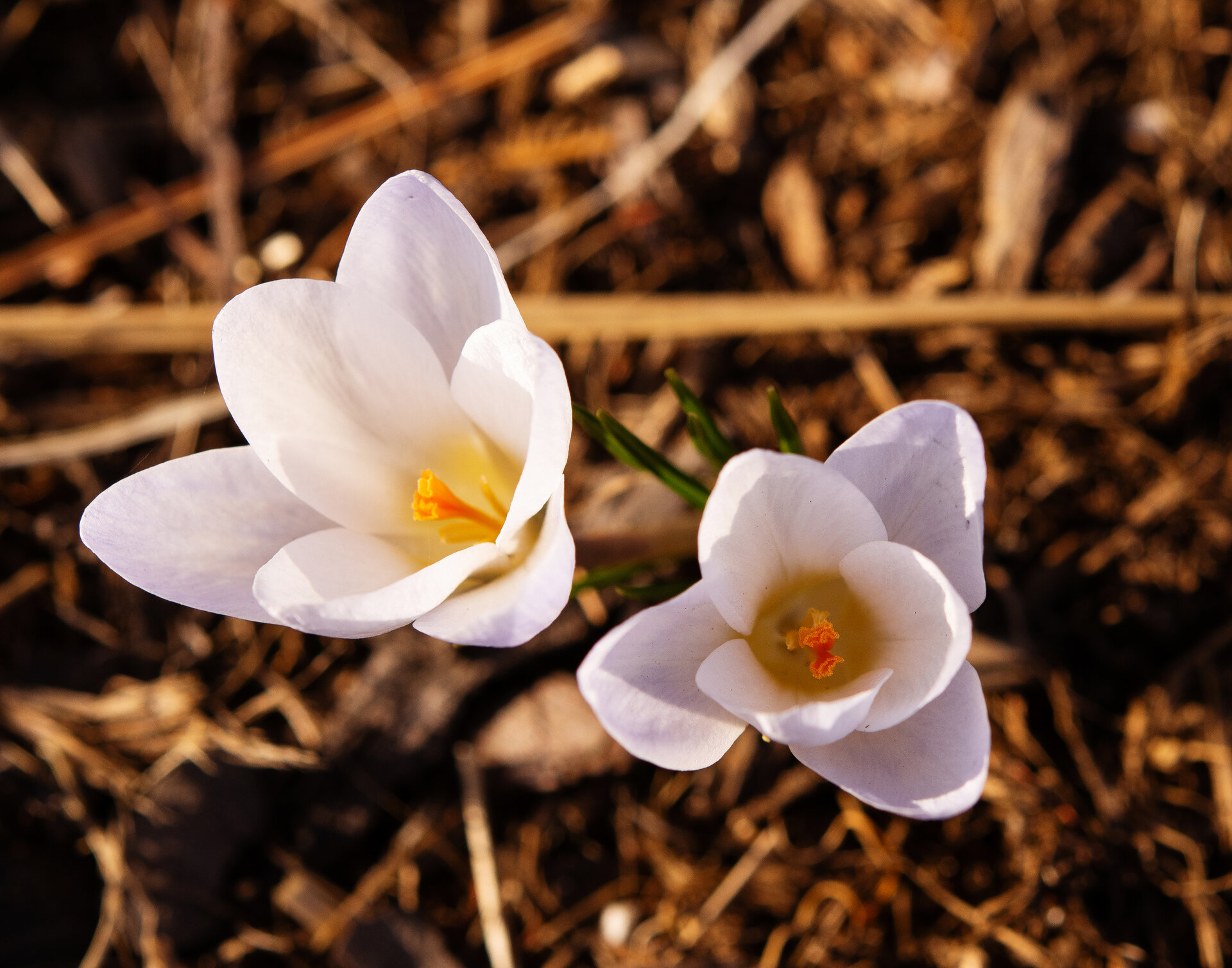 Crocus chrysanthus 'Blue Pearl'